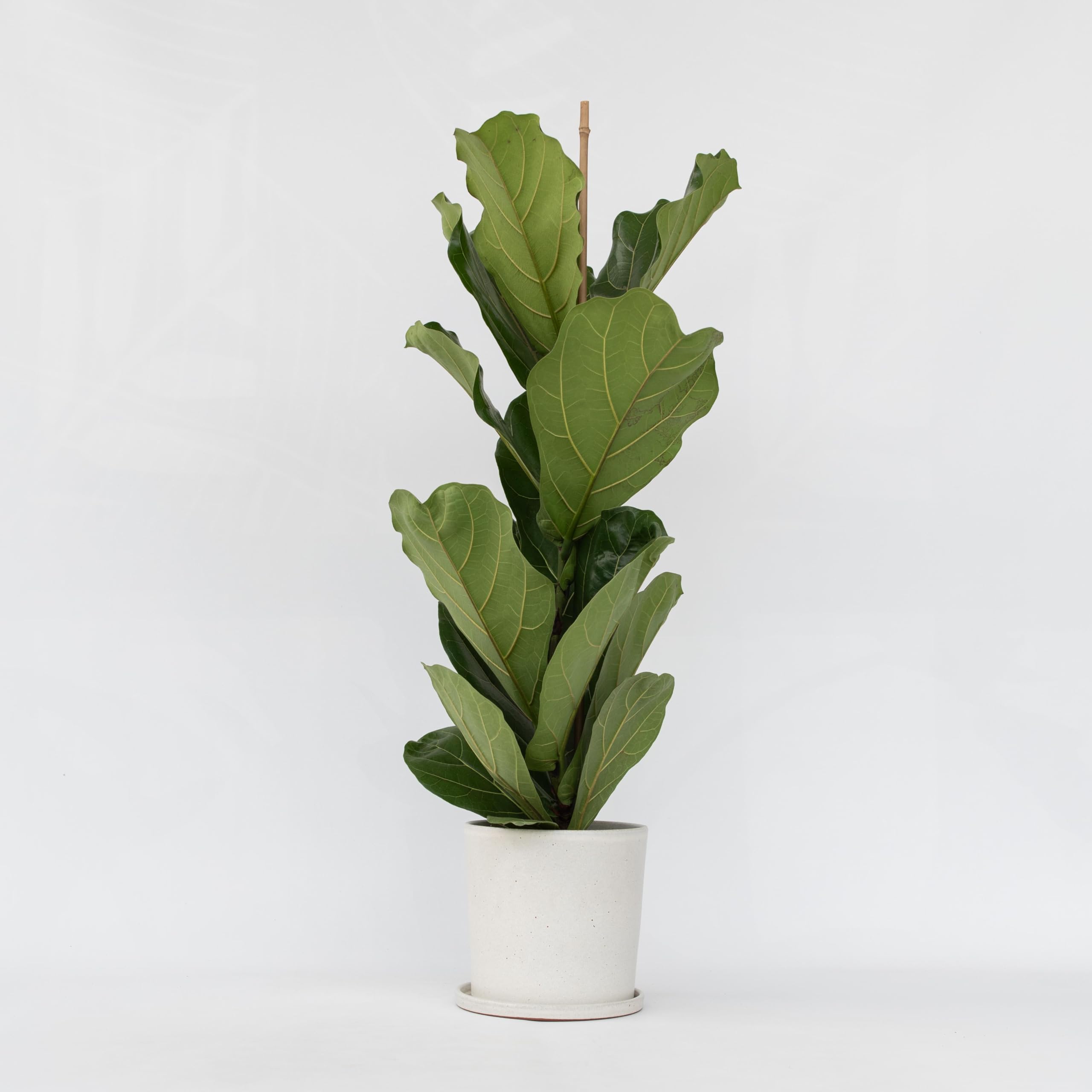 Plant in a Box - Ficus Lyrata XL 'Figuier lyre' - Pot 21cm - Hauteur 70-90cm