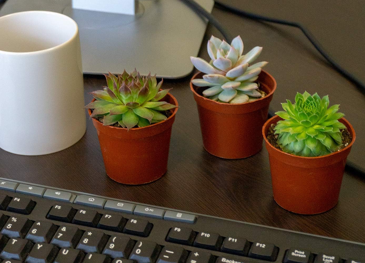 Succulent Plant 6 Pack - 2.5" Potted with Soil - Assorted Succulents for Indoors Decorations - Great for Terrariums, Mini Gardens