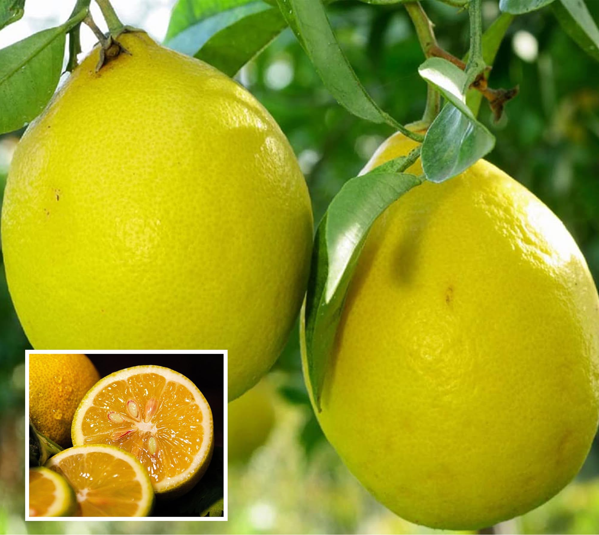 See full amazon price history chart for HAPING Nimbu Big Size ball Pati Lemon Nimbu Layering/Grafted Fruit Live Plant (1-2 Feet Height) HAPING Nimbu Big Size ball Pati Lemon Nimbu Layering/Grafted Fruit Live Plant (1-2 Feet Height) (B0CV9J1ZCP) Amazon Price History, Amazon Price Tracker