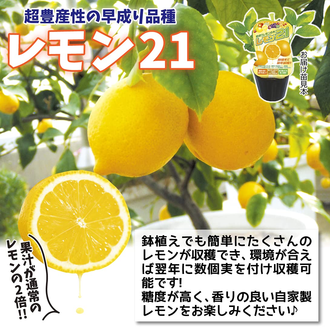 Amazon.co.jp: 鉢植え向きレモン苗 レモン21 2株 / 国華園 24年秋