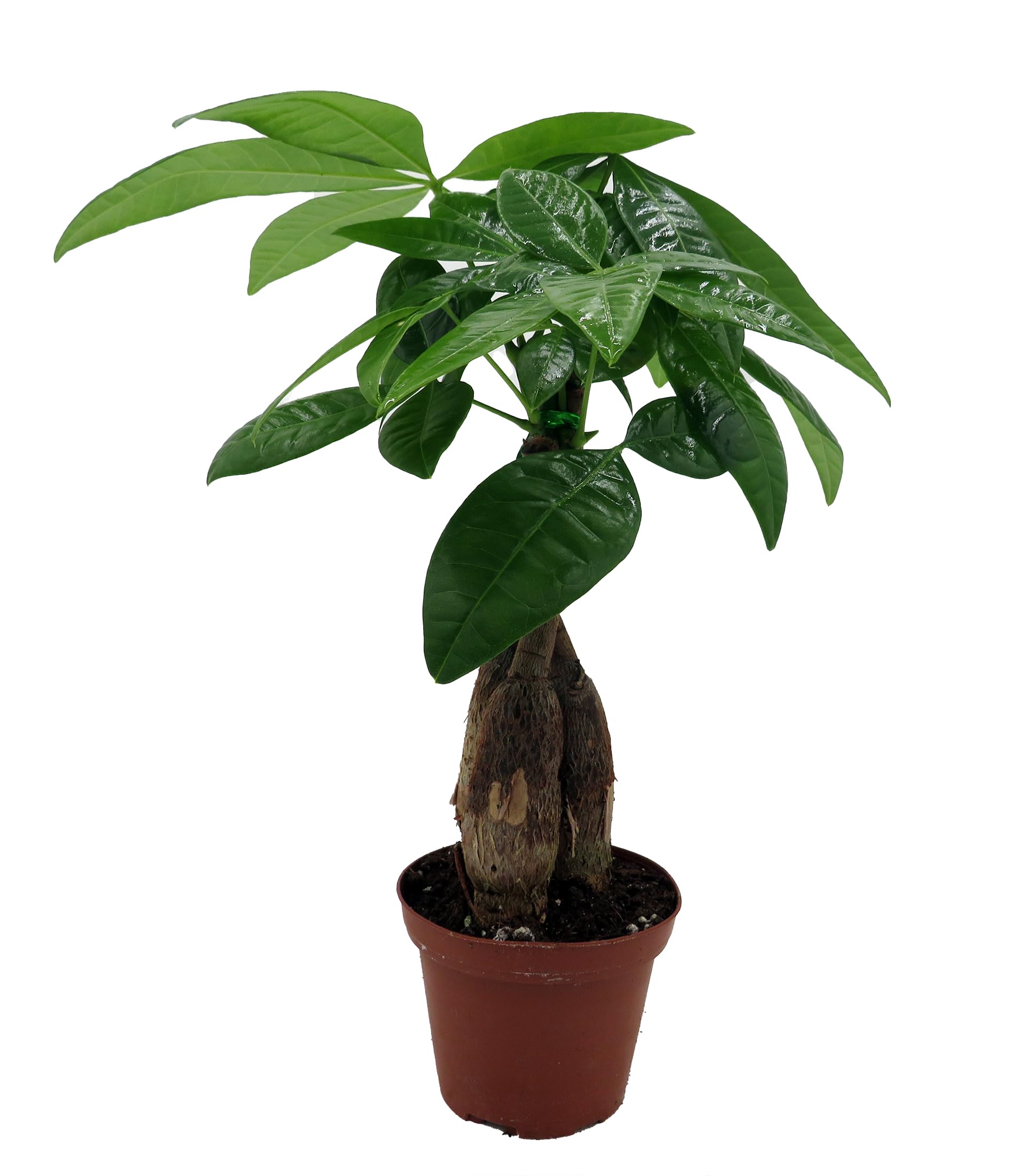 brasil philodendron wilmington de Philodendron 'Brazil' (4" Pot): MD