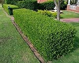 Zoom IMG-2 bosso comune buxus sempervirens pianta