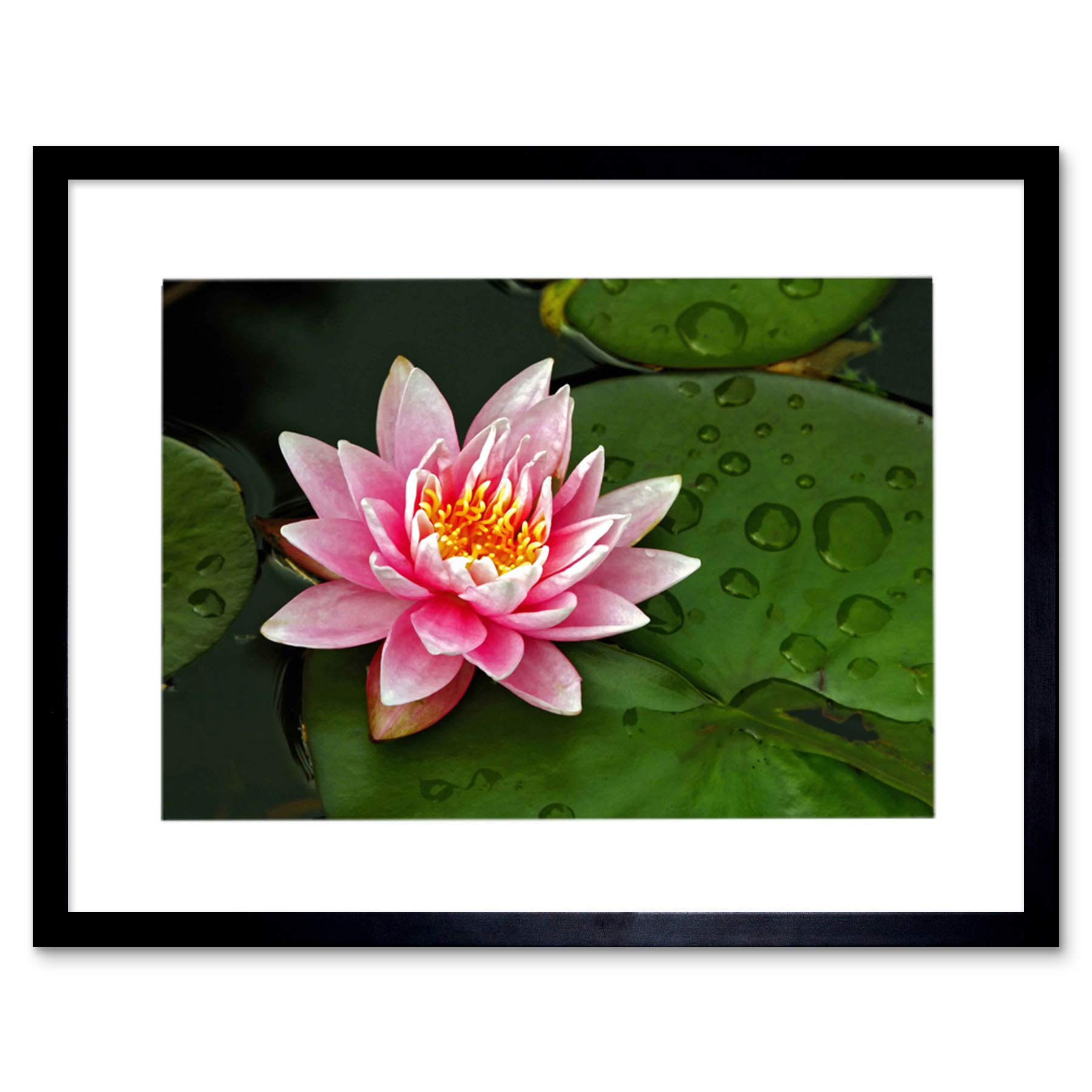 Wee Blue Coo Lotus Flower Lilly Pad Pink Photo Framed Wall Art Print