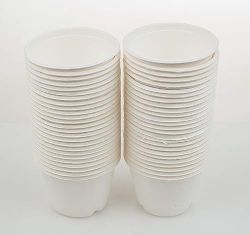Vista 29 de Golden Apple, Tazas de porción de 2oz-100ct. Caña de azúcar/bagazo compostable. Biodegradable. Muestra de policías de alimentos.