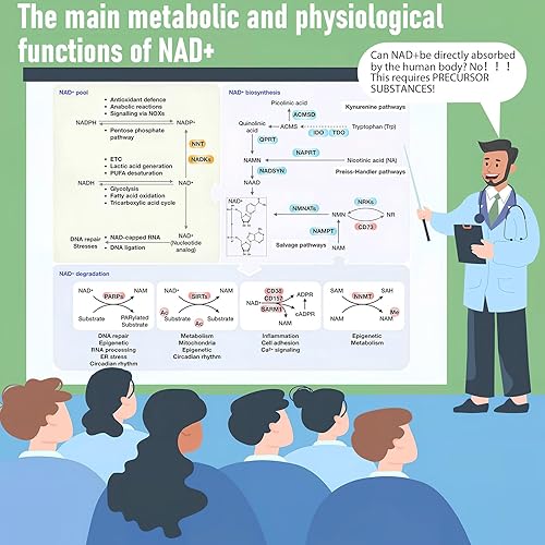 Miniatura 7 de Ribosida de nicotinamida NAD+con suplemento de resveratrol precursor NR - Apoya el envejecimiento saludable, la metilación, la producción de energía