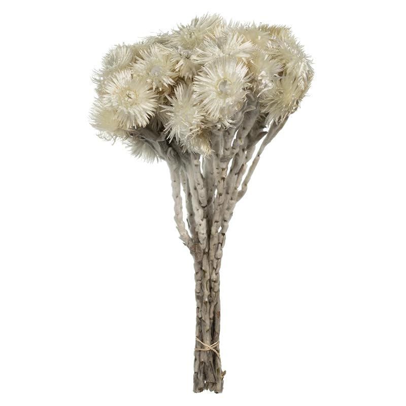 Vickerman 13-14" Natural White Everlasting Flowers, Approximately 23 Blooms, Dried