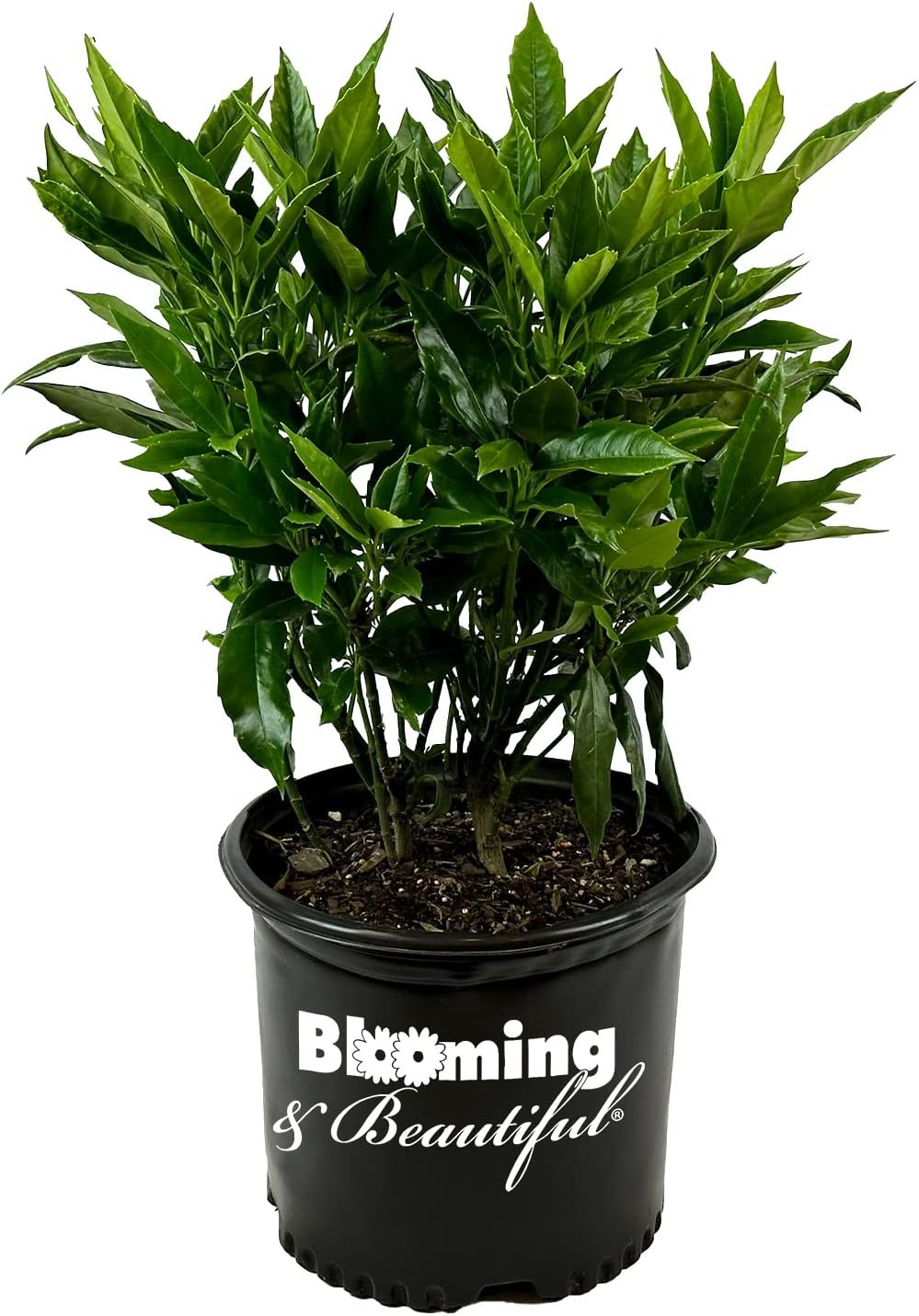 Sawtoothed Japanese Aucuba - 3 gal - Shade-Loving Evergreen Shrub - Glossy Green Serrated Leaves - Zones 6-10 - Aucuba Japonica 'Serratifolia' - 3 Gallon Pot