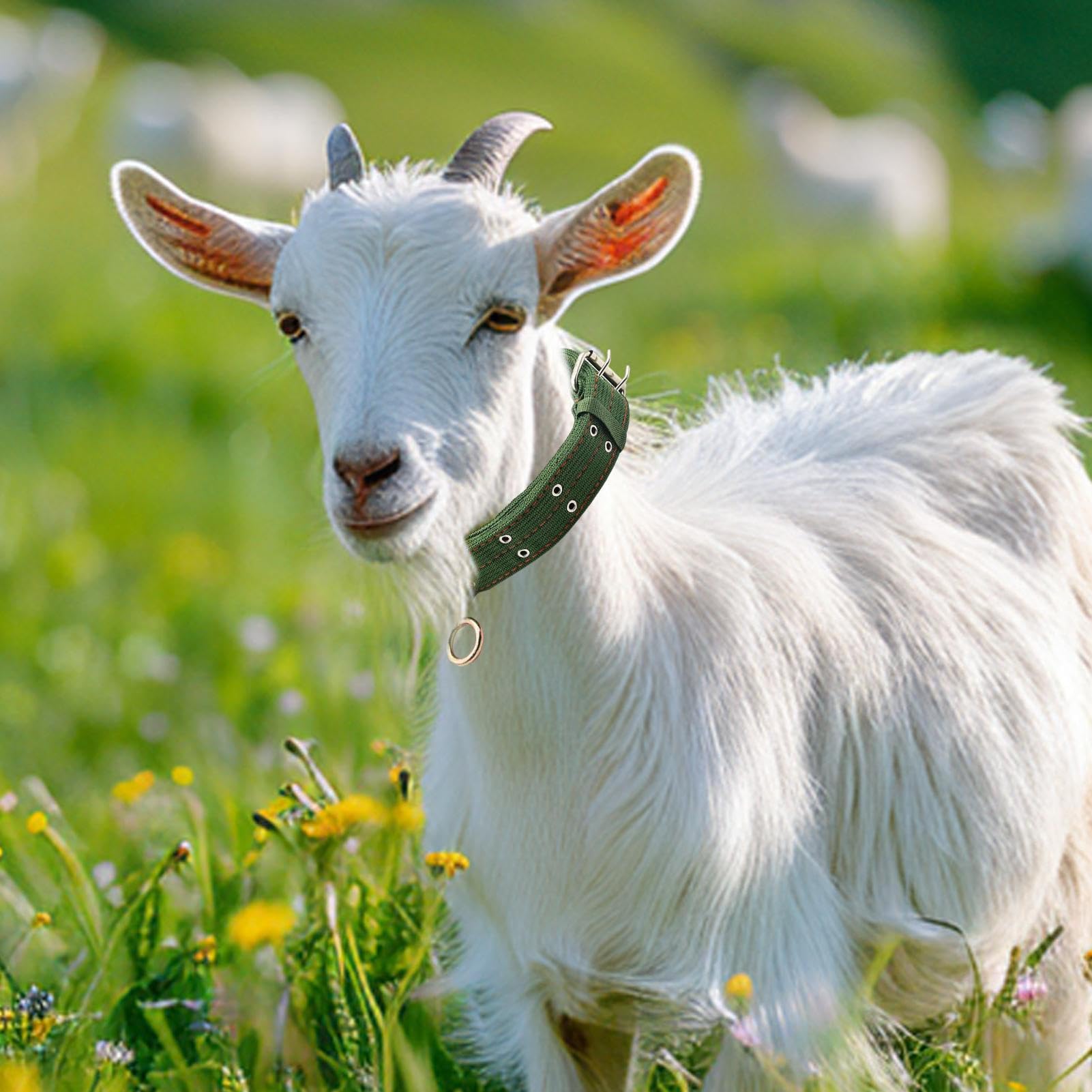Collier Pour Chèvre | Collier Pour Cheval Et Mouton | Bande De Traction Abrasion Résistante Pour Petit Animal De Ferme Veau Vache | Pour Alimentation Transport Élevage Pâturage