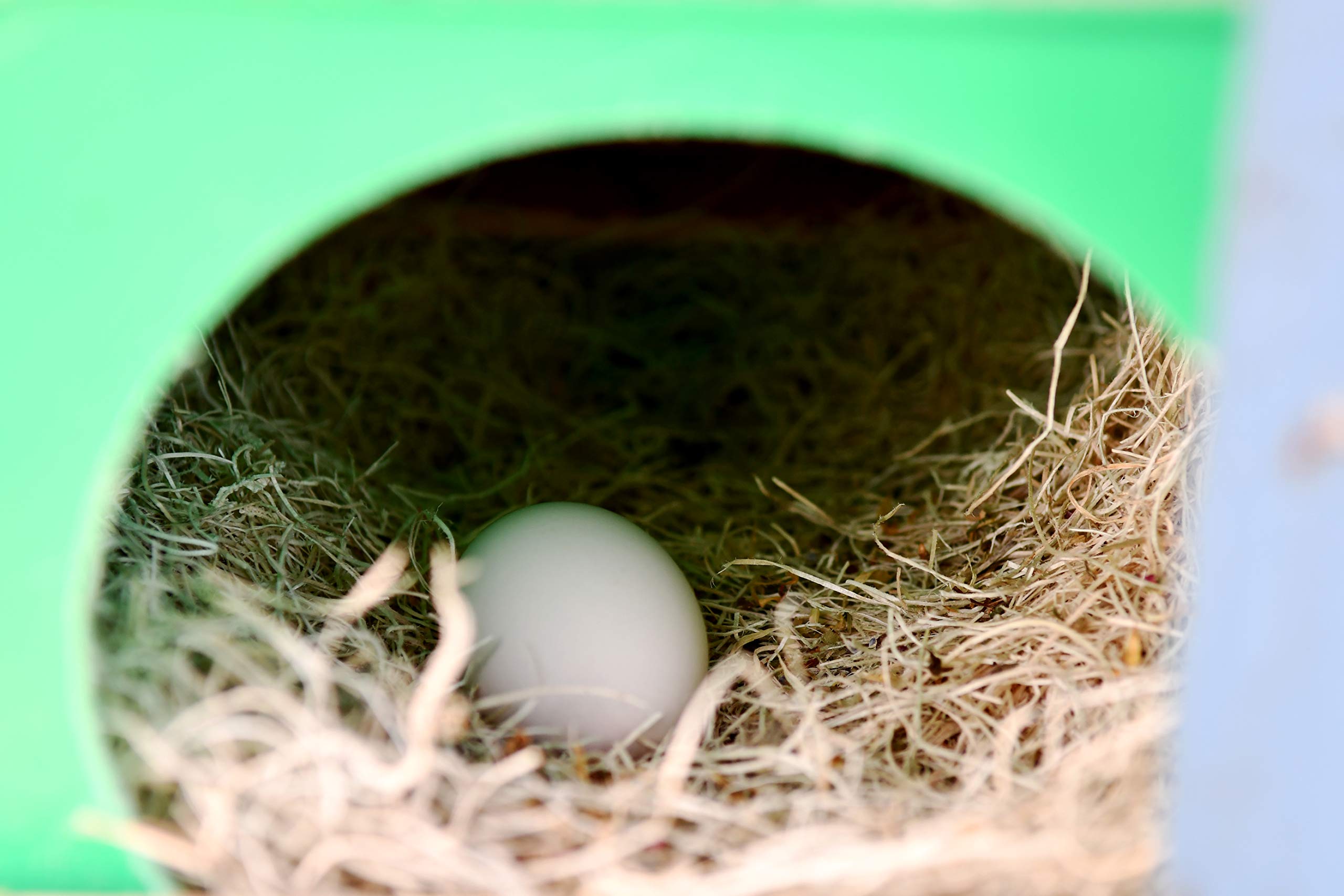 My Favorite Chicken Nesting Pads | Natural Excelsior Aspen Fiber Poultry Bedding Nest Liner | 13 x 13 Inches | Pack of 10