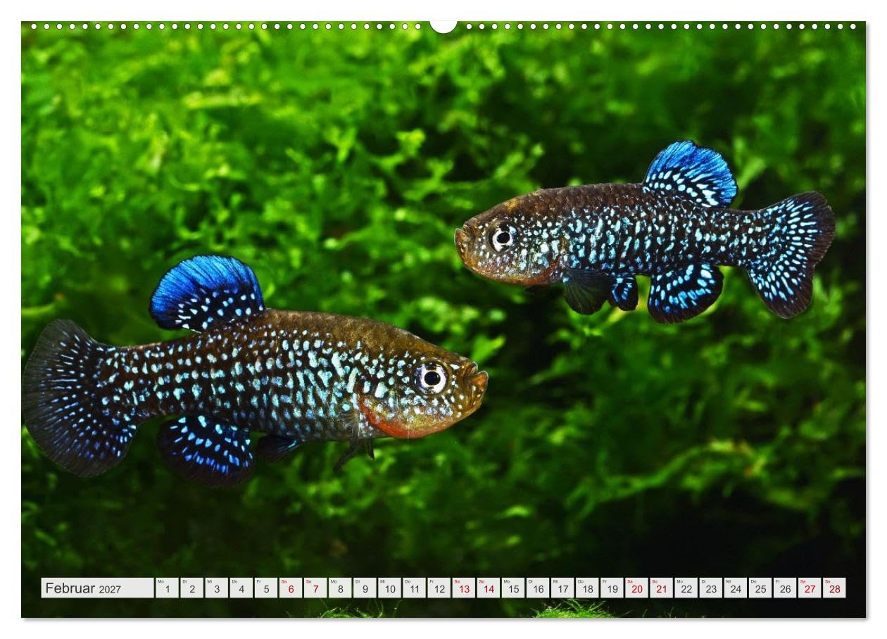 CALVENDO - Outdoor-Aquaristik (Wandkalender 2027 DIN A2 quer), Monatskalender: Freiland-Fische für Terrasse, Balkon und Garten