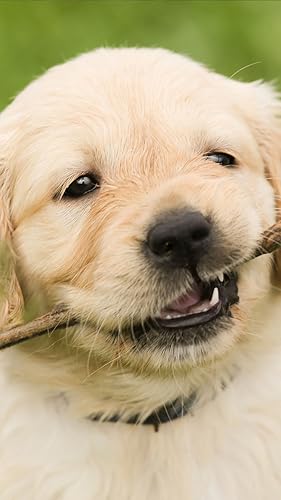 Papel de parede filhote de cachorro bebê