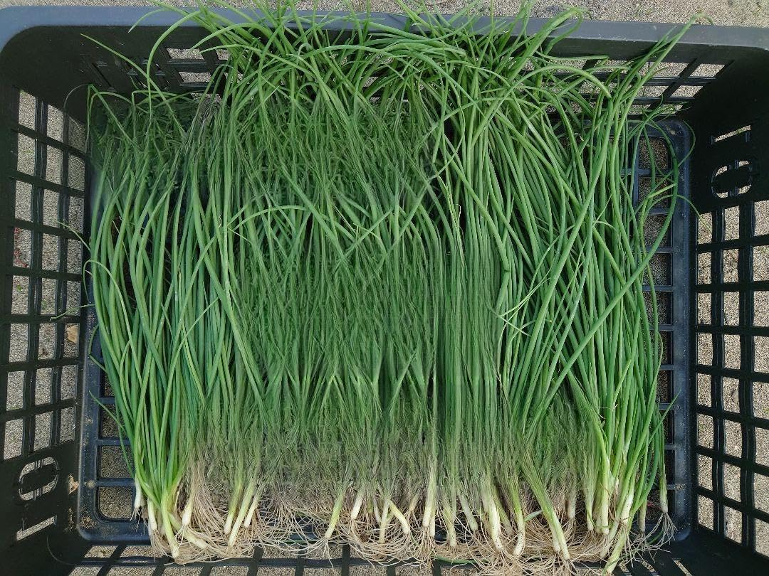 玉ねぎ苗【早生品種マッハ500本】【野菜苗】