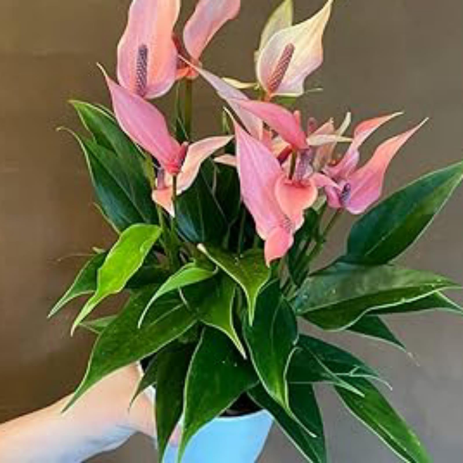 Live Beautiful Air Purifier Peace Lily Plant Spathiphyllum Air Purifying Live Indoor Plant with Flower Pot 1
