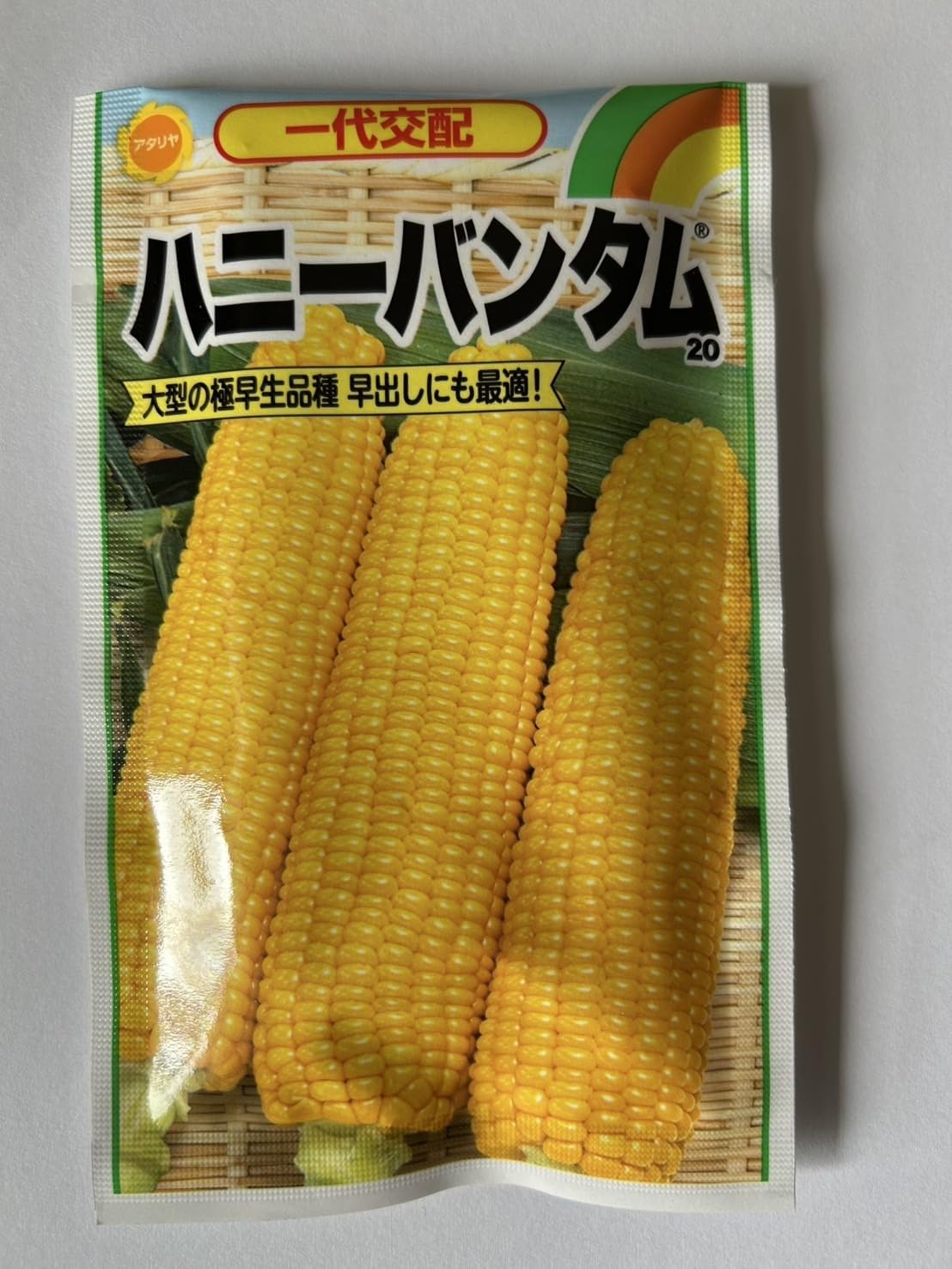 トウモロコシ出品 トウモロコシ/ブラック/トルティーヤ用【有機種子・固定種】 - e-種や