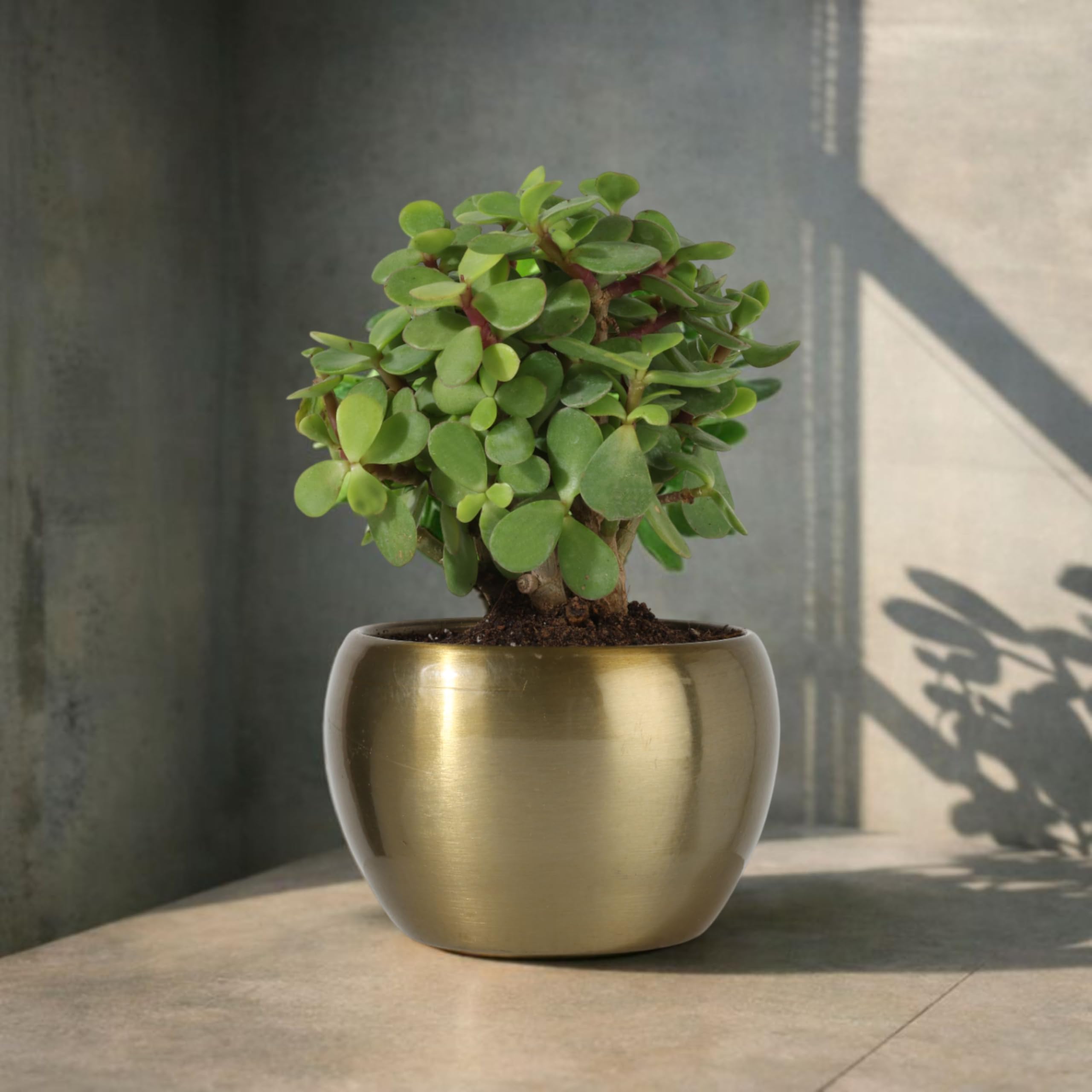 FNP Jade Plant in Golden Metal Pot – Live Indoor Plant – Gift for Home, Office, or Loved Ones