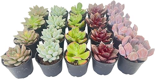 Miniatura 2 de Paquete de 20 plantas suculentas surtidas, suculentas vivas totalmente enraizadas en macetas de 2 pulgadas, plantas de casa únicas en maceta para