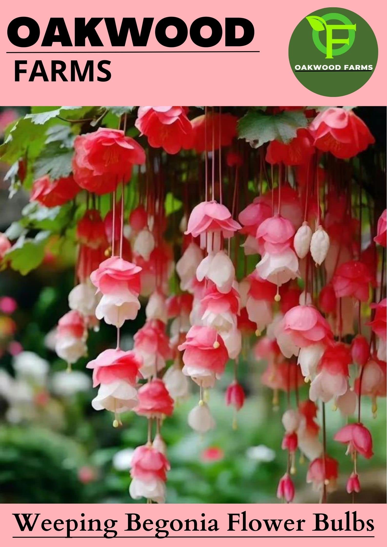 Oakwood Farms® Imported Weeping Begonia Flower Bulbs For Gardening (Pack Of 2 Bulbs) (B0C4YFD4KW) Amazon Price History, Amazon Price Tracker