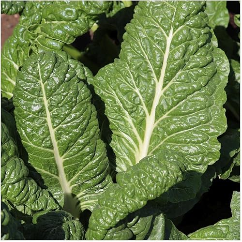 Miniatura 2 de Everwilde Farms - Semillas de acelgas suizas Fordhook de 14 libras - Gold Vault