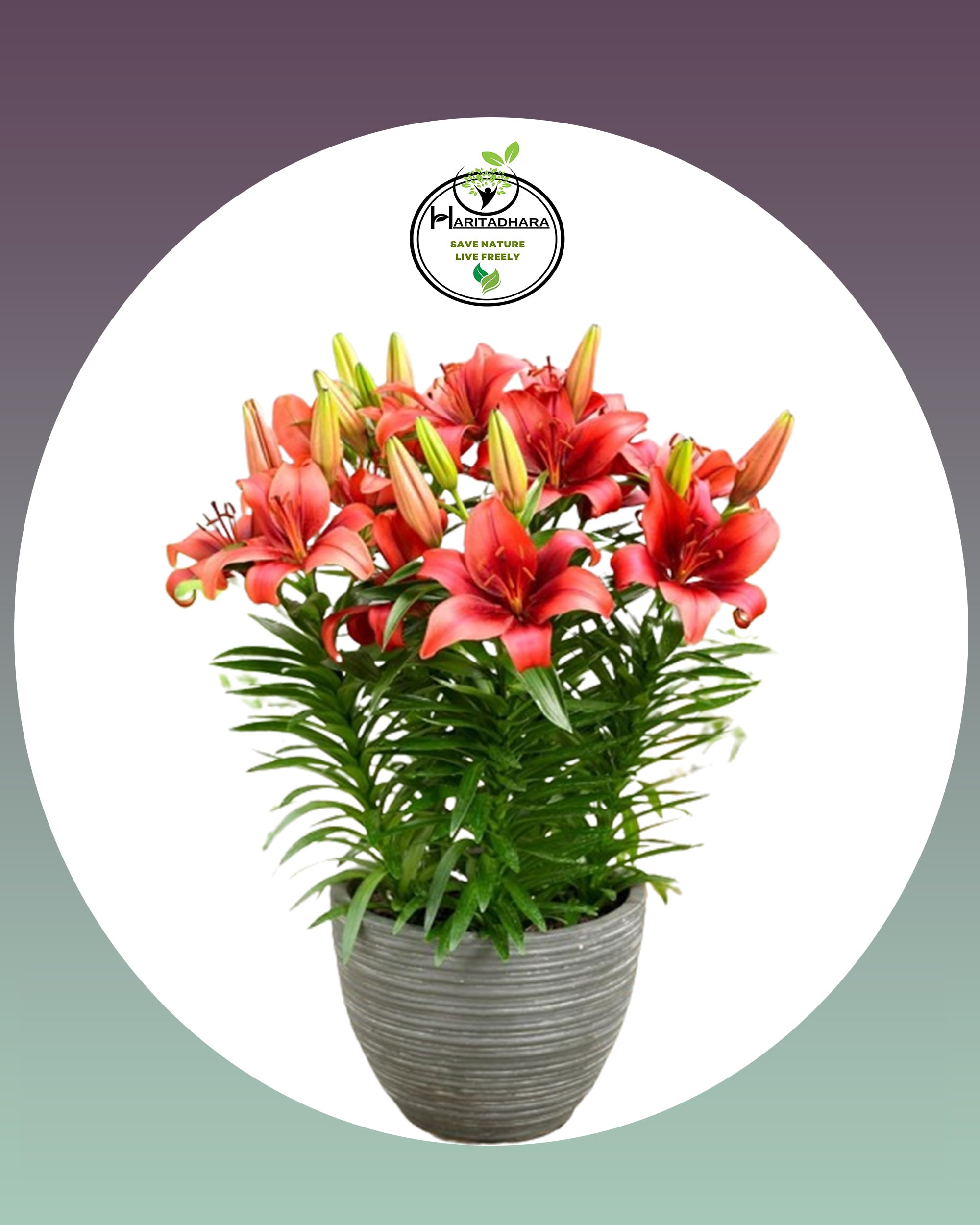 Haritadhara Asiatic Lily (Lilium) Red Color Flower Bulb For Nature Lover(Pack of 12+3 Free Bulb) Special for Cut Flowers (B0BSFWXPNX) Amazon Price History, Amazon Price Tracker