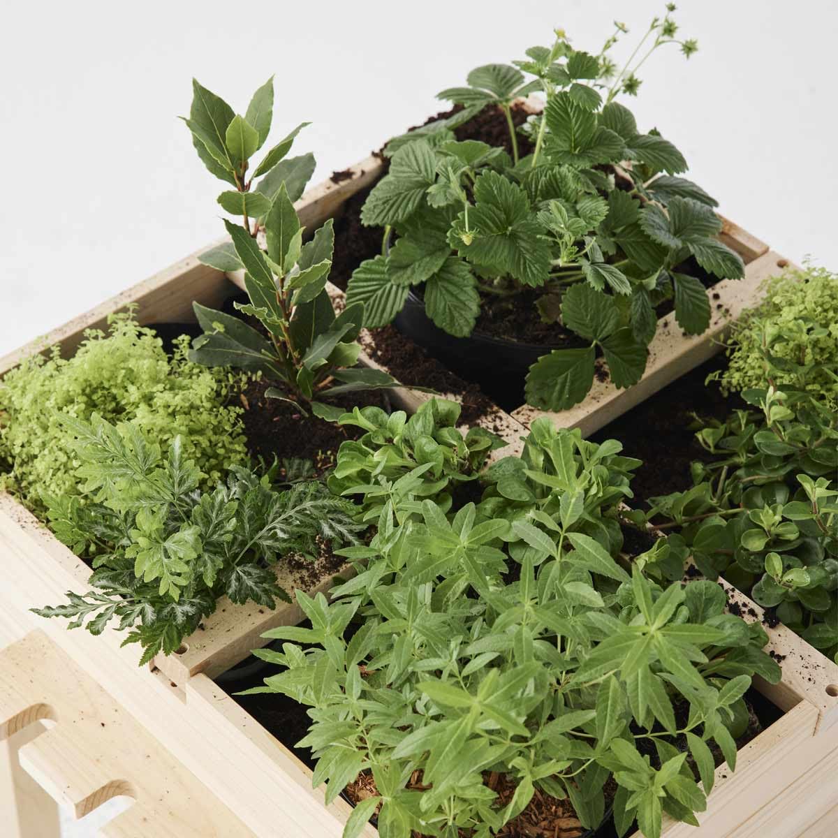 oxybul | Carré Potager en Bois 3 et Plus