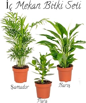 Gardenbox  amador Areka, Bar   i e i, Para  i e i Ofis  i ek Seti, 30-50cm