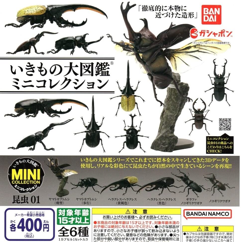立体標本 カブトムシ【※必ず商品説明をお読みください】