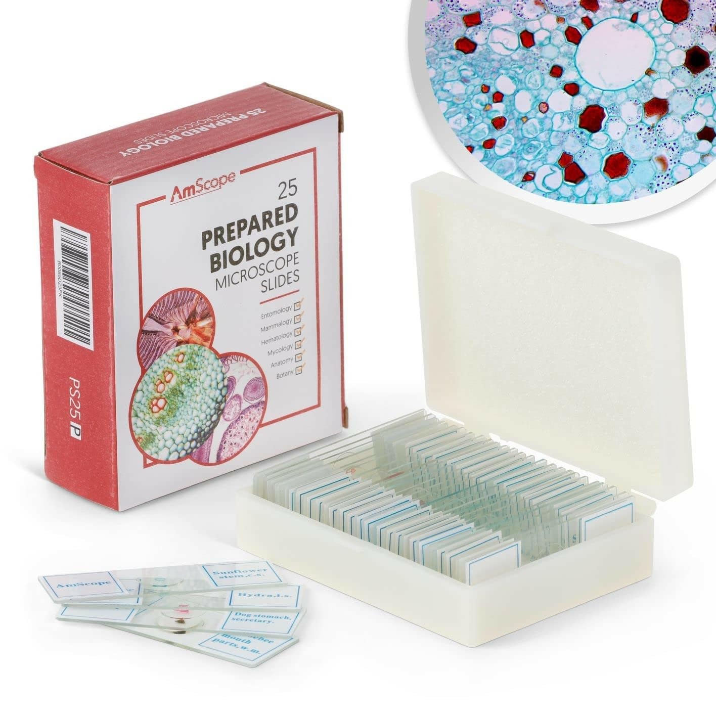 AmScope Juego de Diapositivas para microscopio Preparado PS25P para educación básica en Ciencias biológicas, 25 Diapositivas, Incluye Estuche de plástico Ajustable