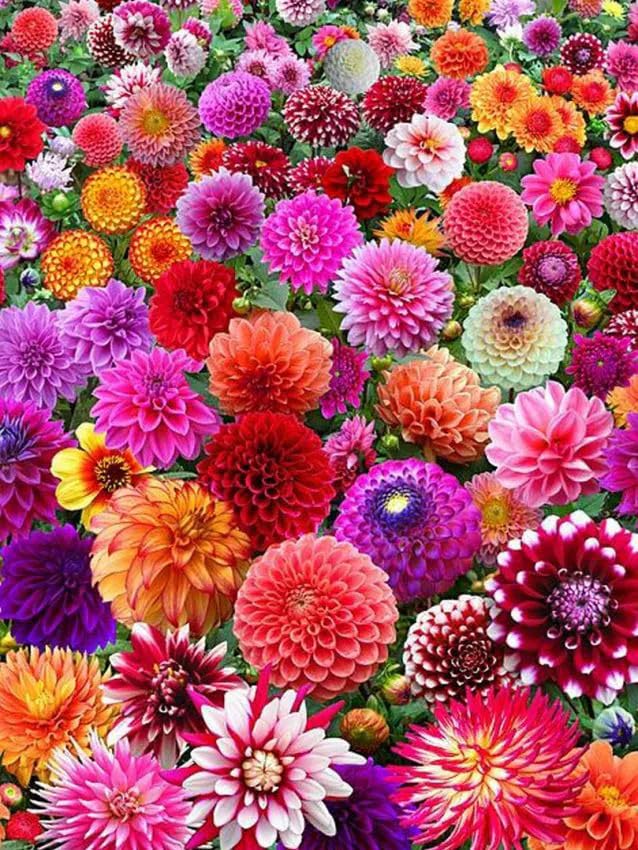 Dahlien Knollen Mix Mehrjährige Blumenzwiebeln aus Holland nicht Winterhart robuste Zwiebeln für Garten Balkon Beete und Töpfe (10 Dahlien)