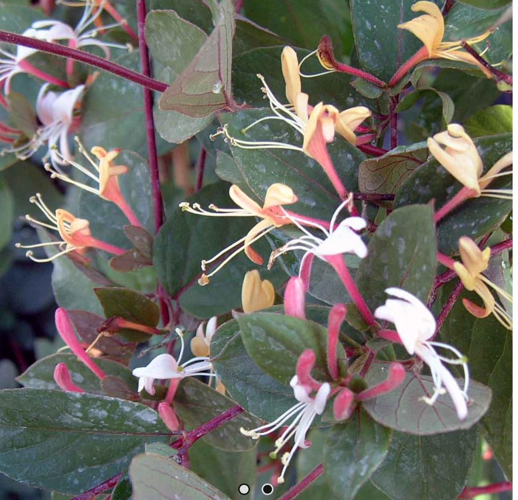 MyShelfie Purple Honeysuckle Vine Plant Fragrant Purple Flower (Lonicera Japonica Purpurea), Live Starter Plant with Purple Leaves, 2-Inch Pot