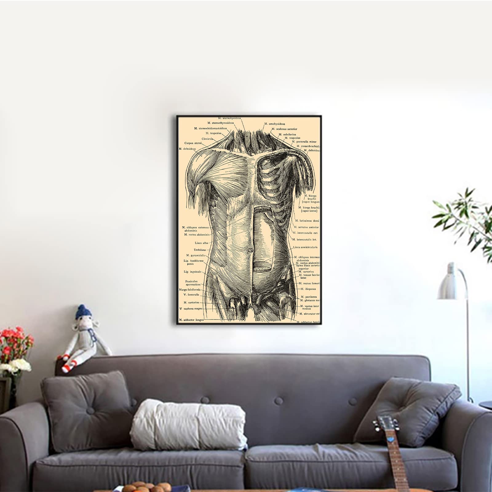 Kway Vintage Muscular System Anatomical Chart Human Muscle Anatomy ...