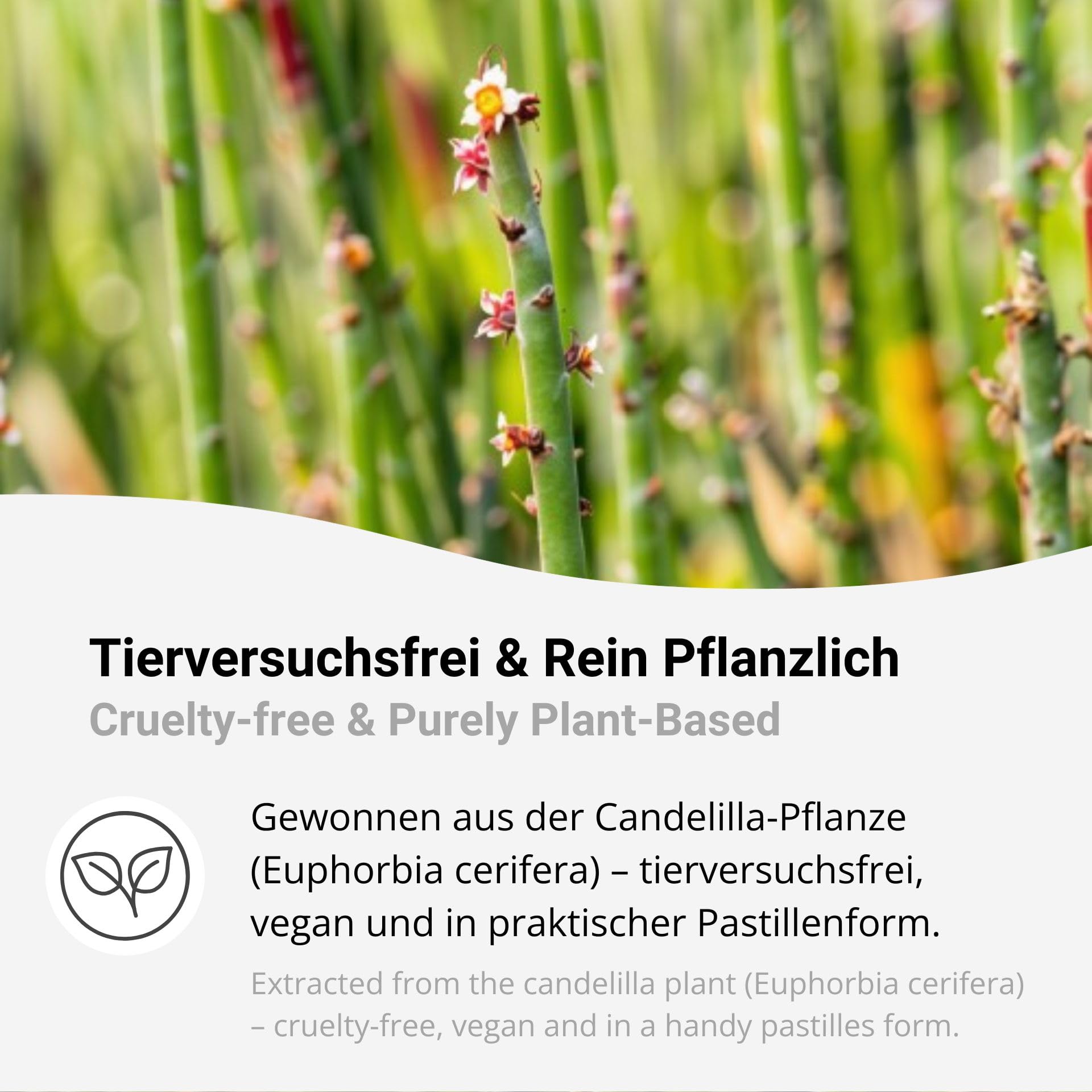 Candelillawachs Pastillen 5kg – 100% pflanzlich & vegan, ideal für Kosmetik & Naturkosmetik, Lippenpflege, Haarwachs, 69–73 °C