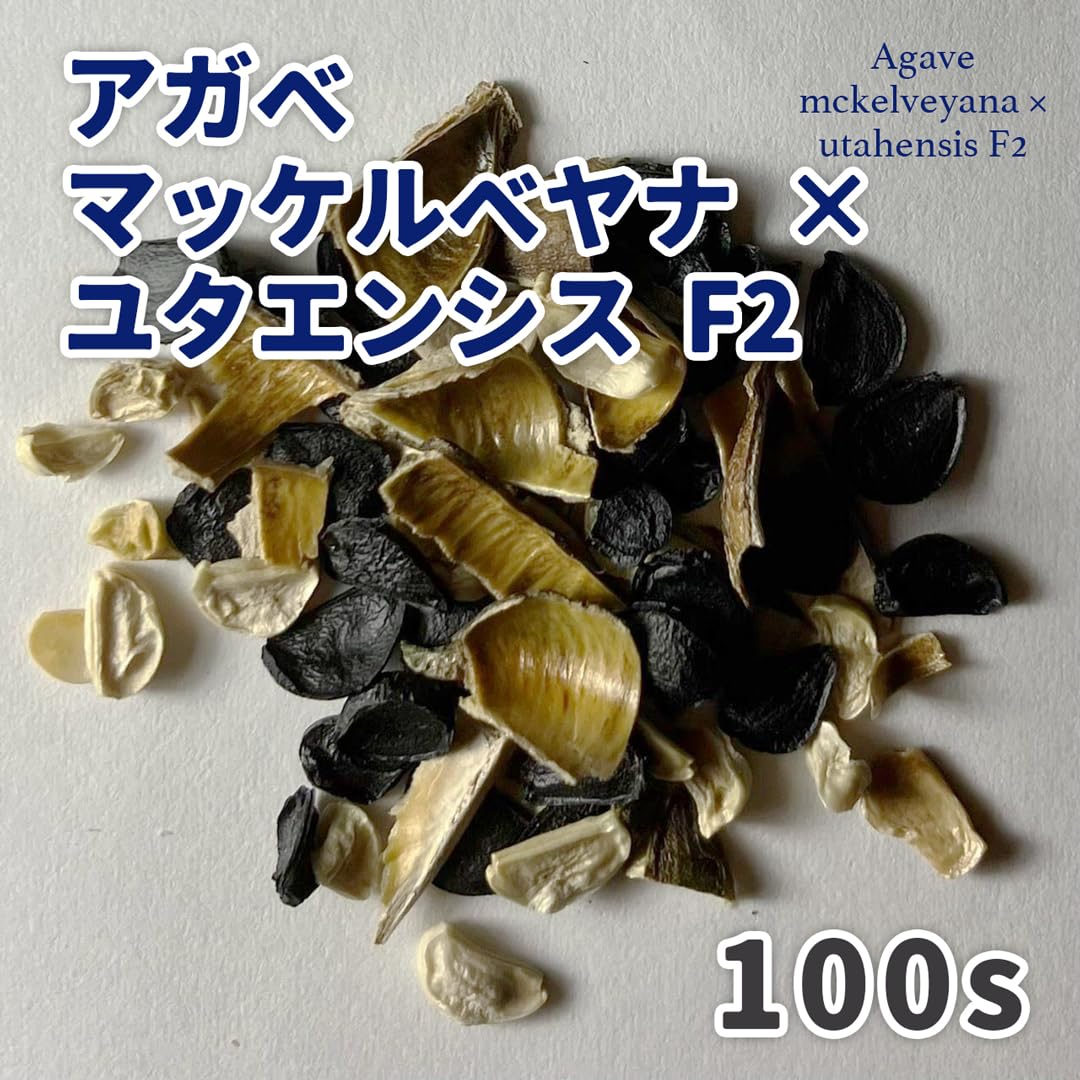 Amazon.co.jp: 【種子】アガベ マッケルベヤナ × ユタエンシス F2 100