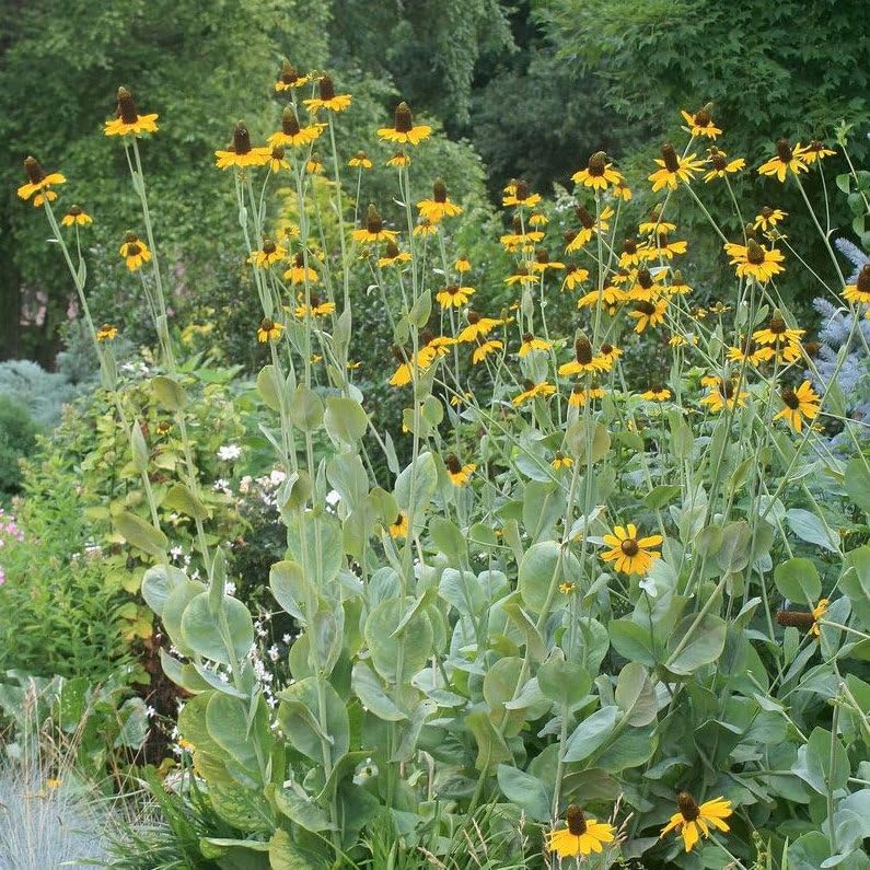 Plant World Seeds - Rudbeckia Maxima Seeds (Perennial Flower Seeds)