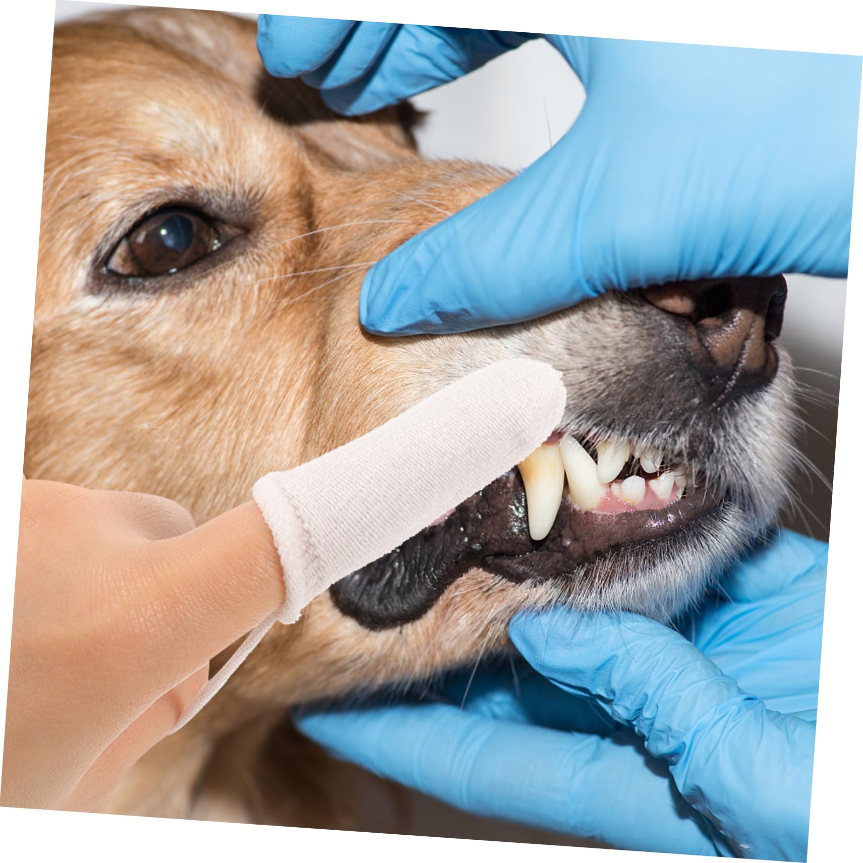 BESPORTBLE Pet Cleaning Gloves 10pcs Dog Toothbrush Cat Toothbrush Set Finger Brush for Dogs Small Breed Dog Toothbrush New Pet Toothbrush