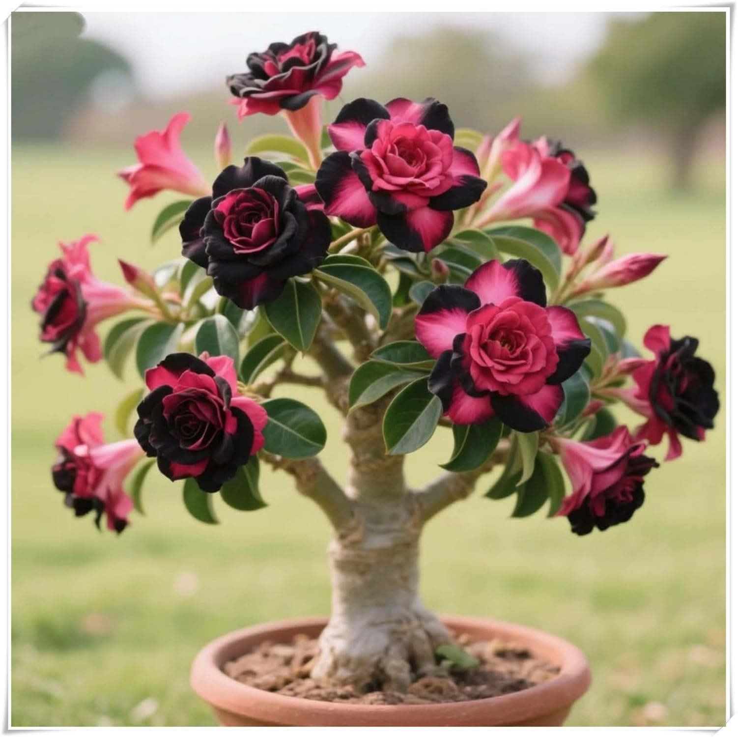 Rosa del Deserto Rara-Naturale, Sottile, Rizoma di rosa del deserto -Compatta, Robusta, Elegante-4 Bulbi-E