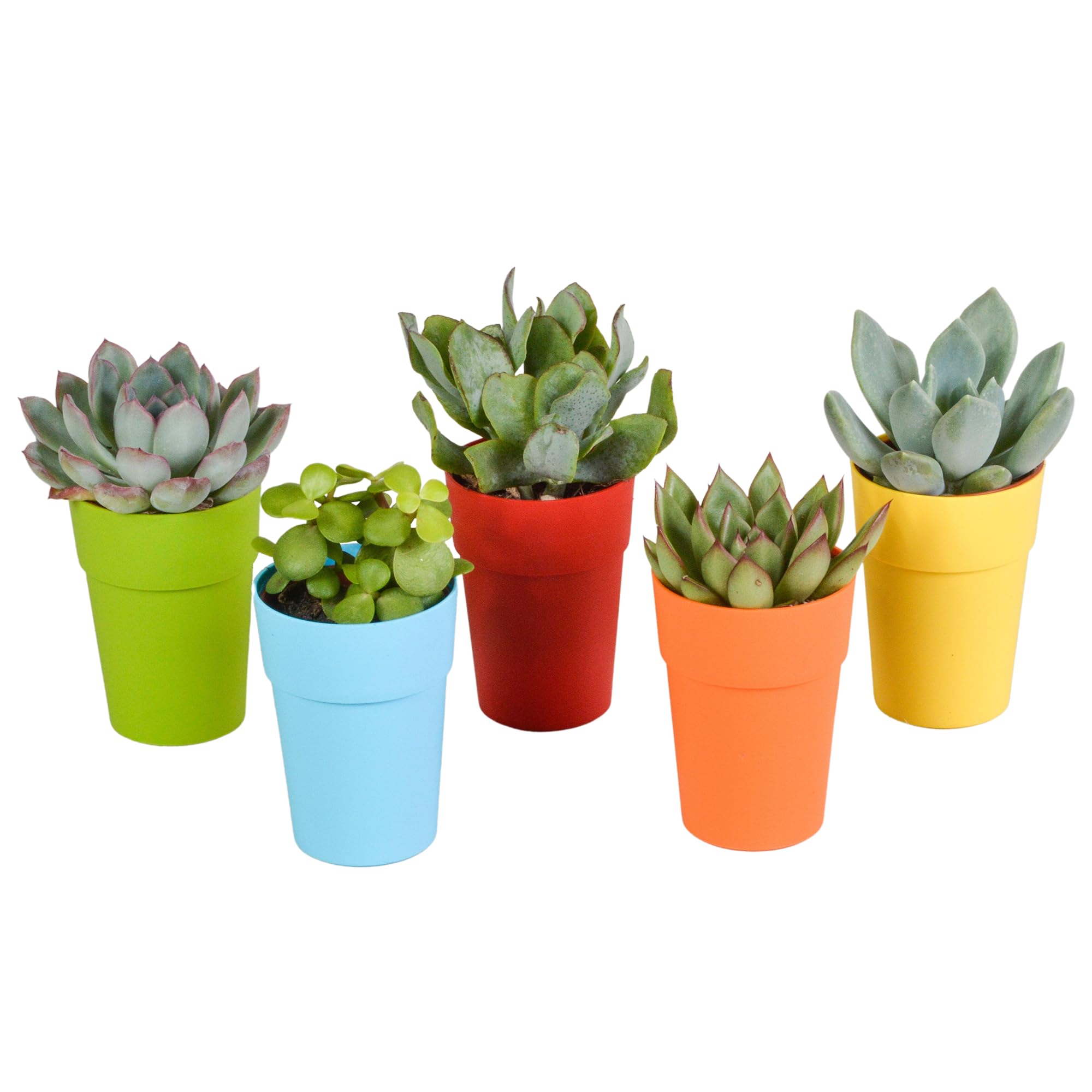 Mix Piante Grasse, Vaso in Plastica, da Interno, Set da 5, 5.5 cm
