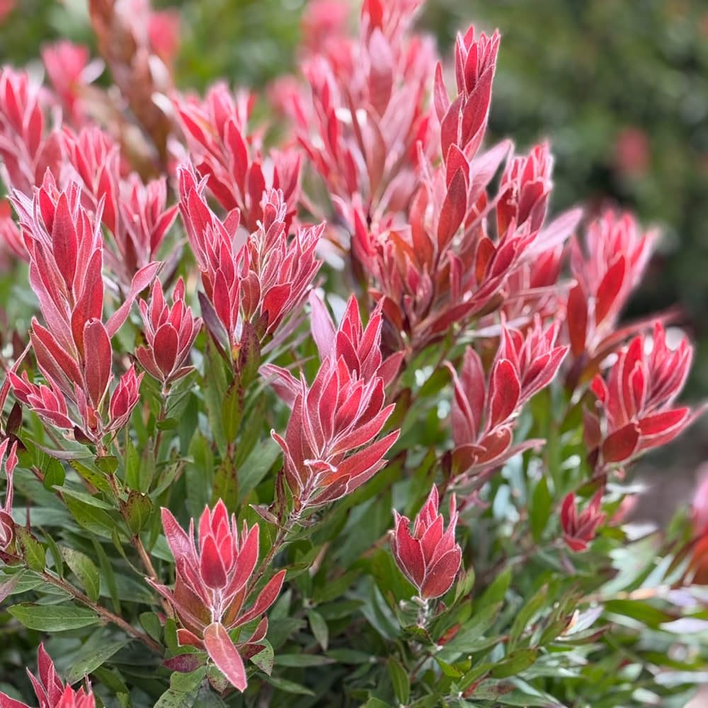 Yougarden Red Callistemon Rocket In A 17/18Cm Pot X2
