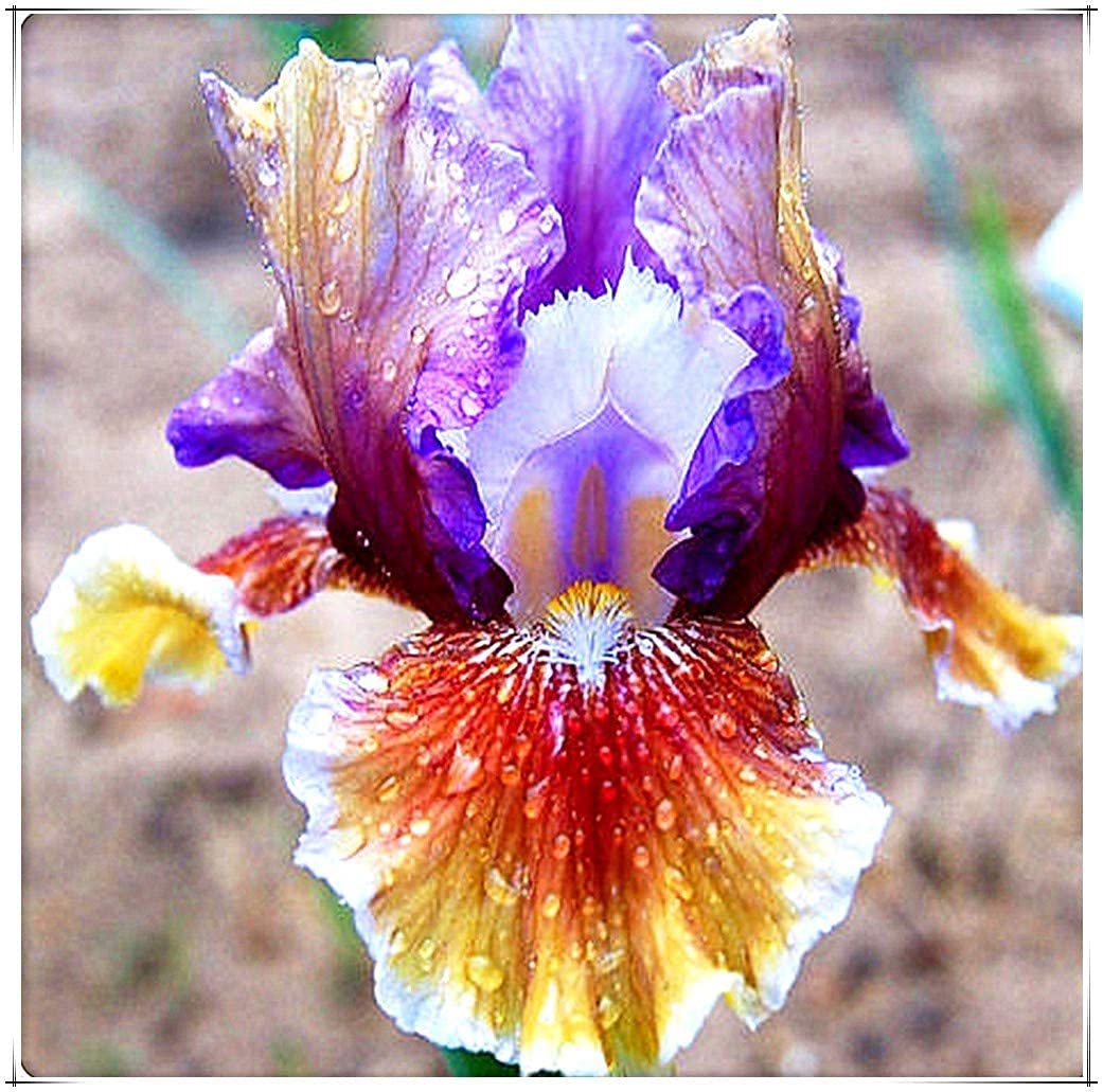 Iris Roots Bulbi Ornamentali Fiori Elegante Splendida Magia Bouquet Giardino Pianta 8 Lampadine