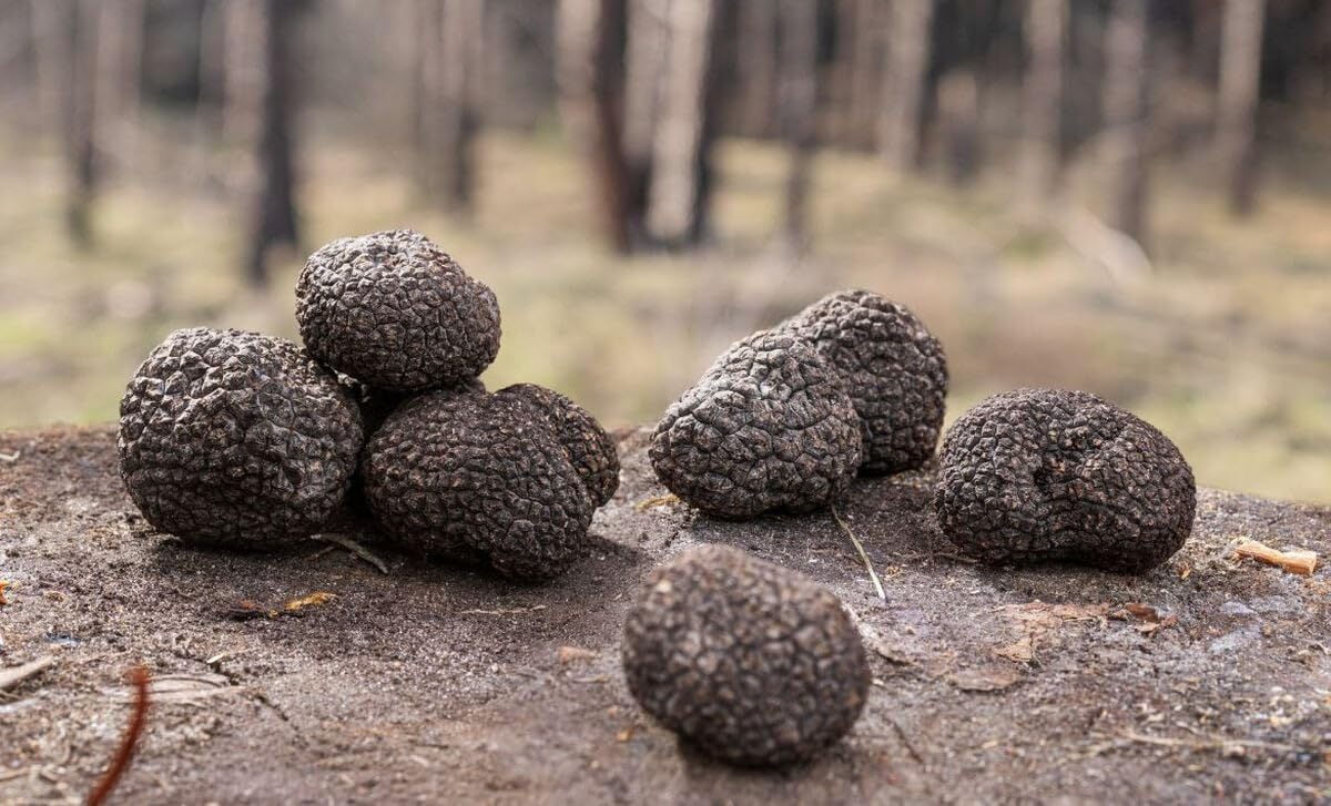 Italian Black Summer Truffles, Whole Preserved in Water – Gourmet Cooking Truffles 8.8oz (250g)