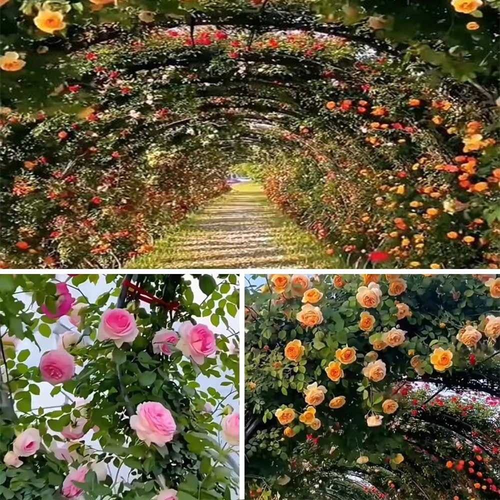Rosenbogen breit x breit 300x250 cm,350x250 cm Gartenbogen für Außenbereich Decoration Rankbogen aus Metall Wetterfest Stabil(Schwarz,300x250cm)