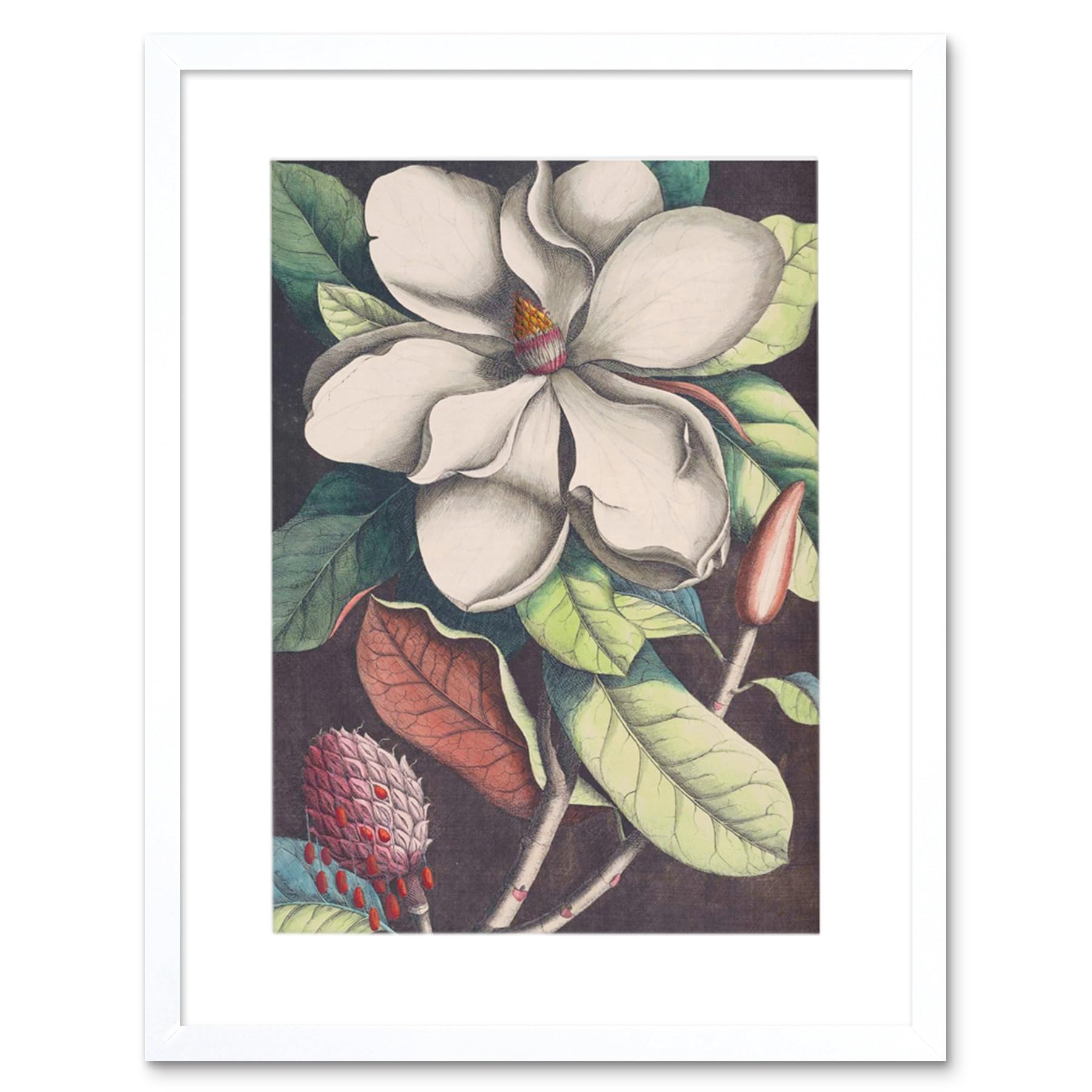 Wee Blue Coo Flower Magnolia Botany Art Print Framed Poster Wall Decor 12x16 inch