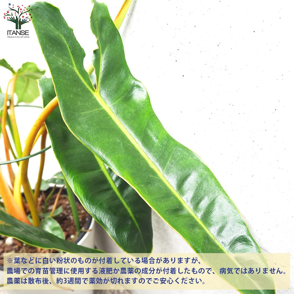 Amazon｜フィロデンドロン・ビレッタエ 5号鉢【品種で選べる観葉