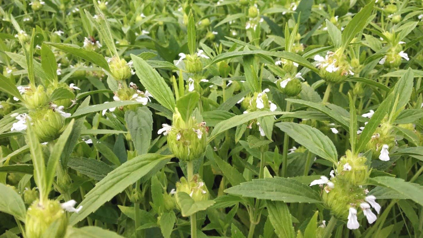 Plantzoin Head leucas Guma Leucas cephalotes Gaisha Live Plant (B08TYGDNH3) Amazon Price History, Amazon Price Tracker