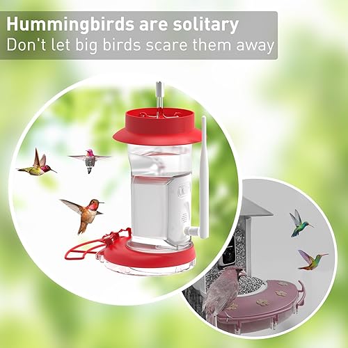 Miniatura 7 de Soliom Humbirdy-La cámara original de comedero de colibríes con foso de hormigas, a prueba de abejas, identificación de especies de aves, cámara de