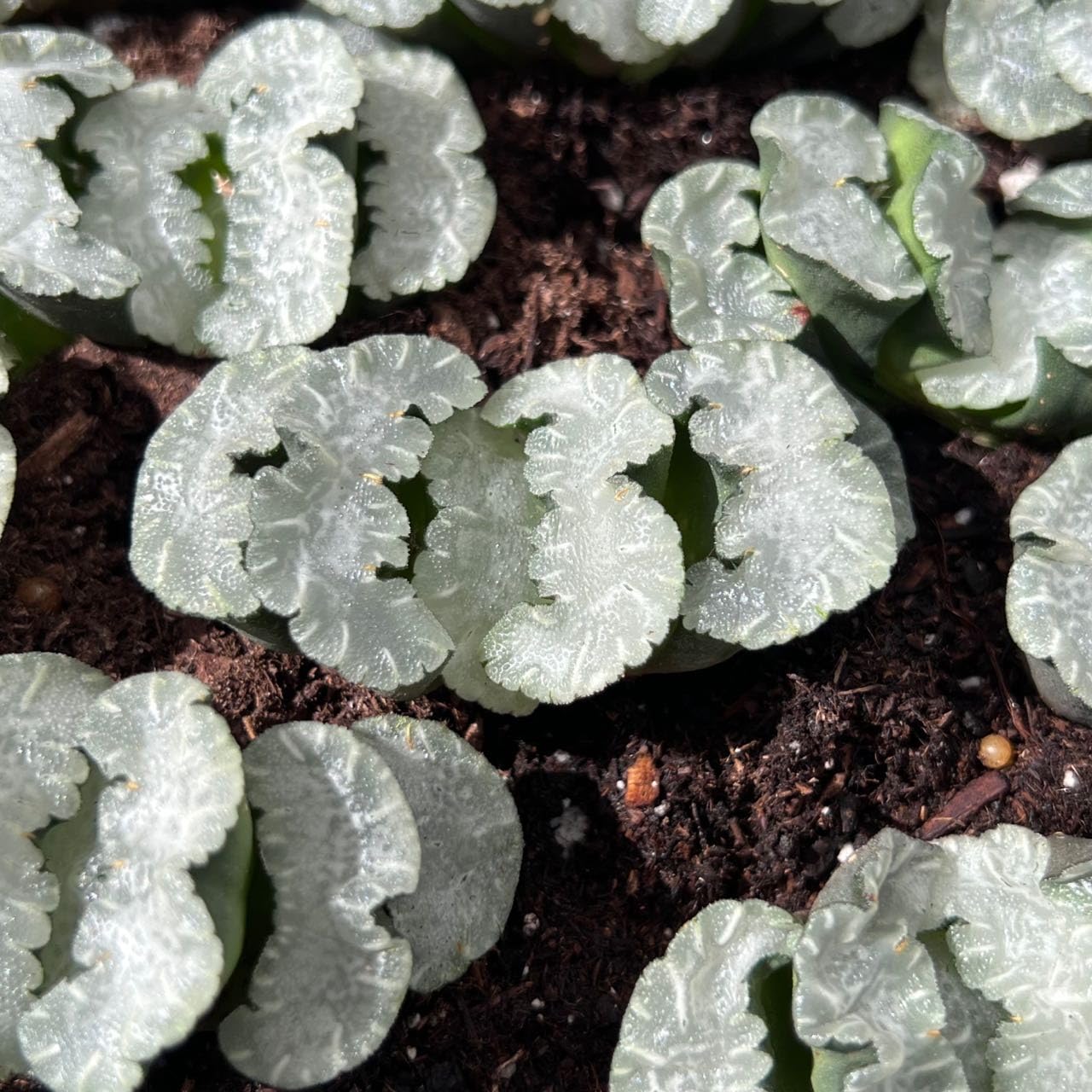 Haworthia White Bear Bare Root Korean Rare Succulent Live Plant Live Succulent Cactus, House Plant Live, Home Decoration for Home Office, DIY Project, Wedding Favor Gift