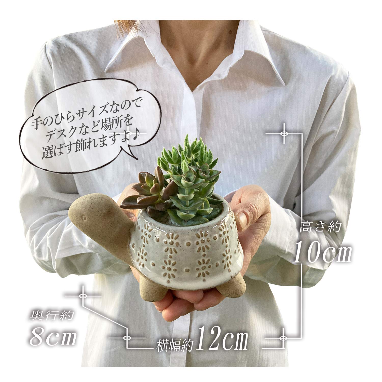 Amazon｜花のギフト社 多肉植物 寄せ植え カメ 陶器鉢 観葉植物
