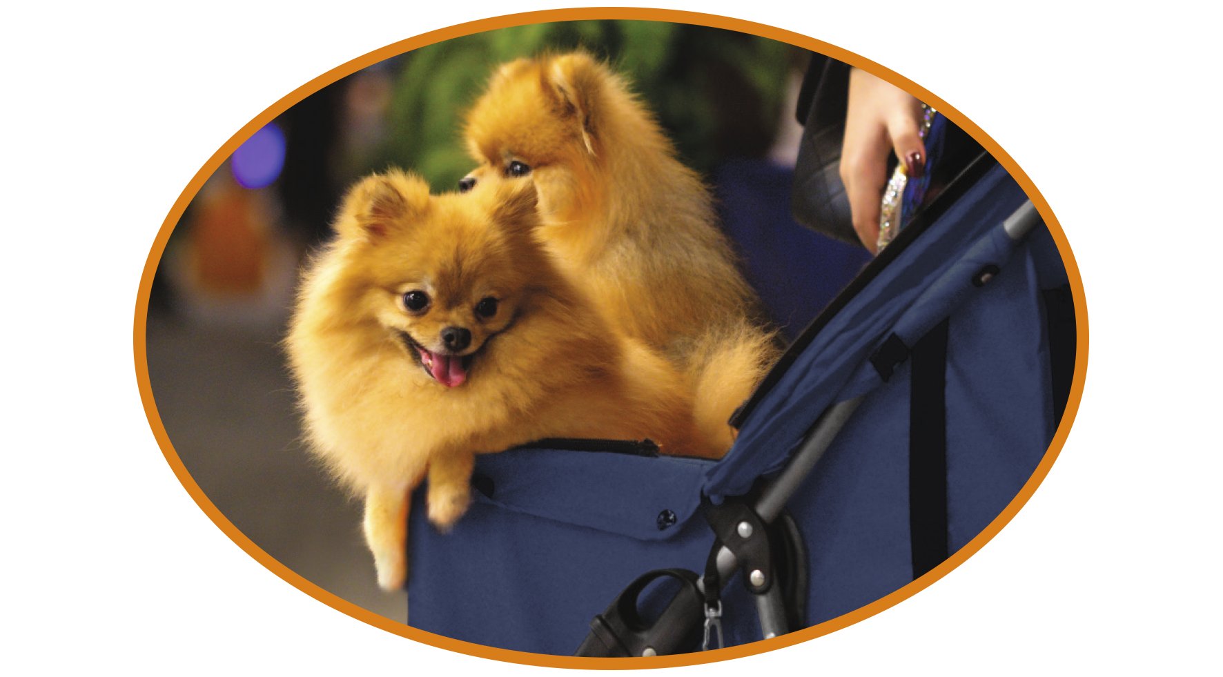 Croci C6058996 Carrito para Perros
