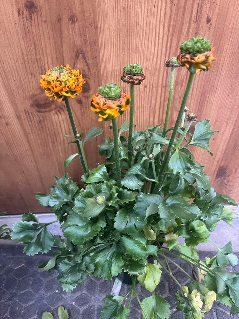 ラナンキュラス ポンポン 4寸