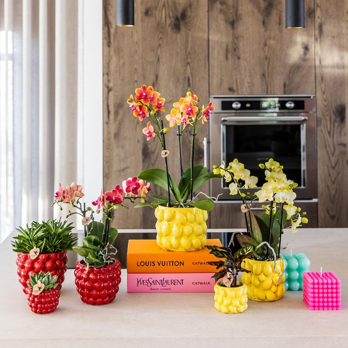 KOLIBRI Orchids,Orchidée phalaenopsis jaune – Mexique – Diamètre du pot : 9 cm,Plante d'intérieur à fleurs – Fraîcheur du producteur