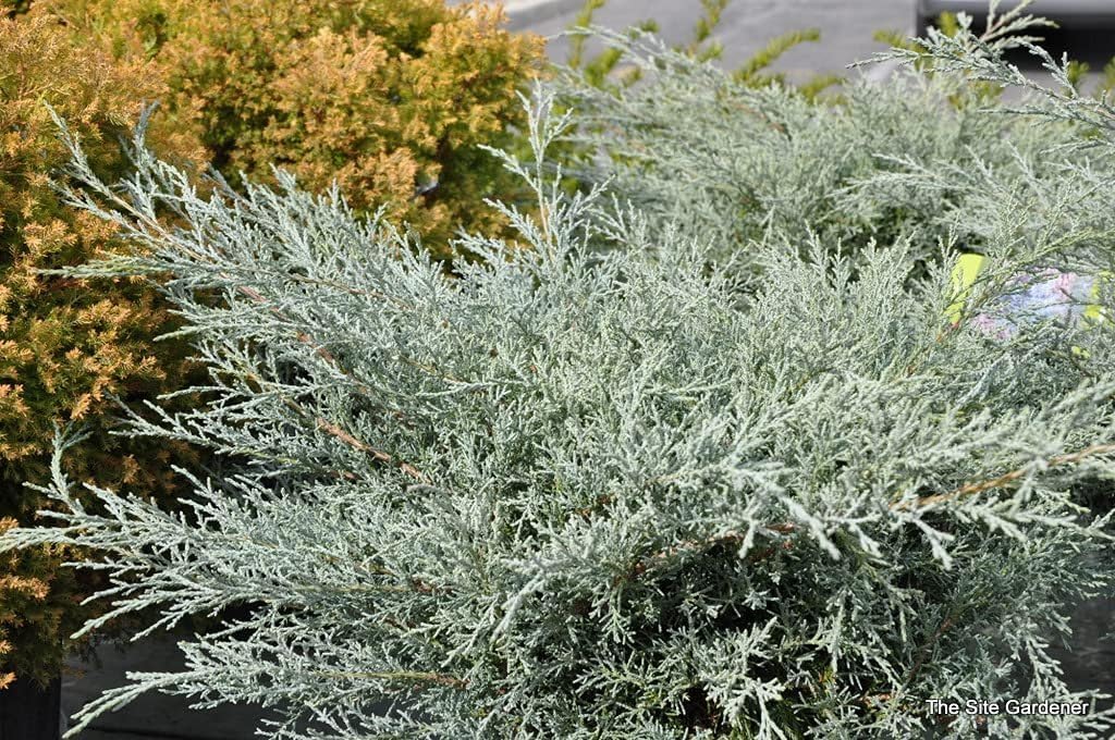 Juniper Angelica Blue - 2 Live Gallon Size Plants - Juniperus Chinensis - Drought Tolerant Evergreen Cold Hardy Shrub